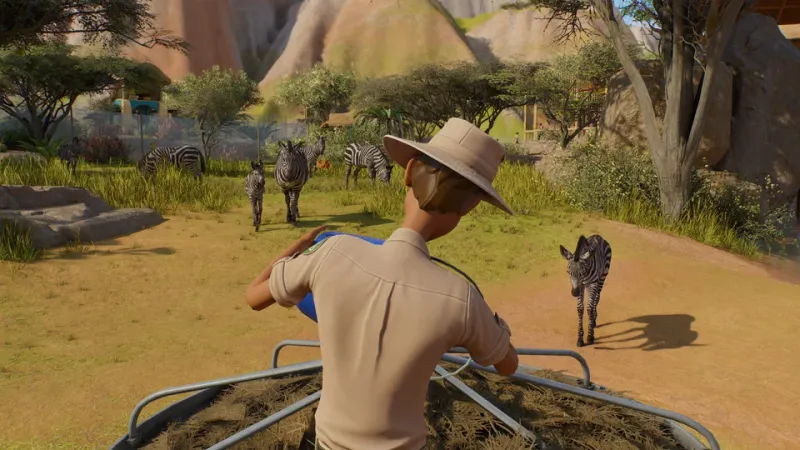 Planet Zoo 2 gameplay view of a conservation worker feeding zebras in a Wildlife Reserve