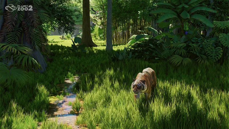 A tiger walks toward the camera through tall grass in a Planet Zoo 2 wildlife reserve